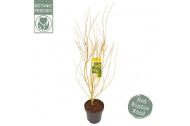 Acer palmatum Acer palm. Bi hoo