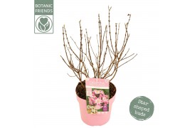 Deutzia Deutzia Prettistars Pink Cloud