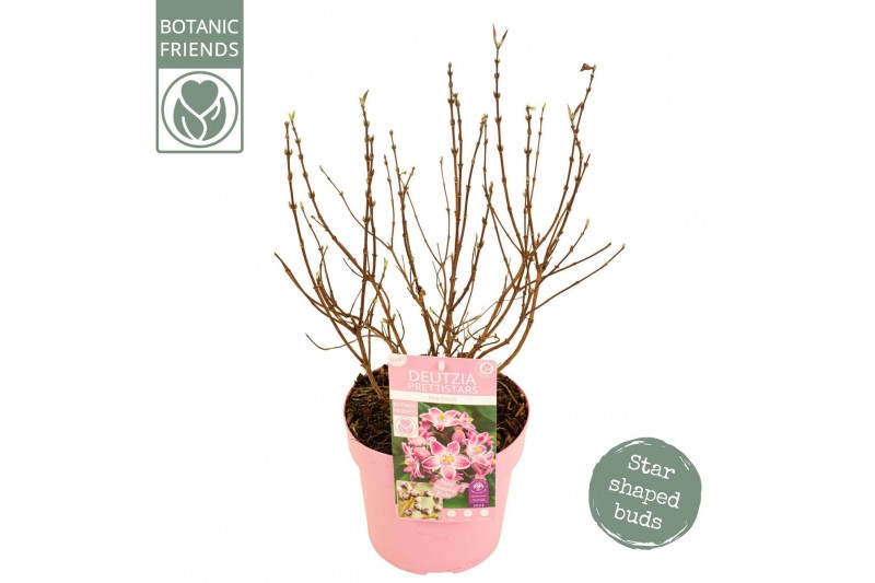 Deutzia Deutzia Prettistars Pink Cloud 