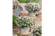 Rhododendron Azalea Starstyle White ® 