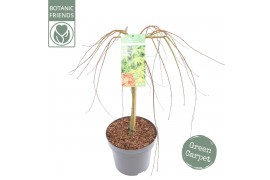 Acer palmatum ryusen Acer palm. Ryusen C14 halfstam80 cm cm stam