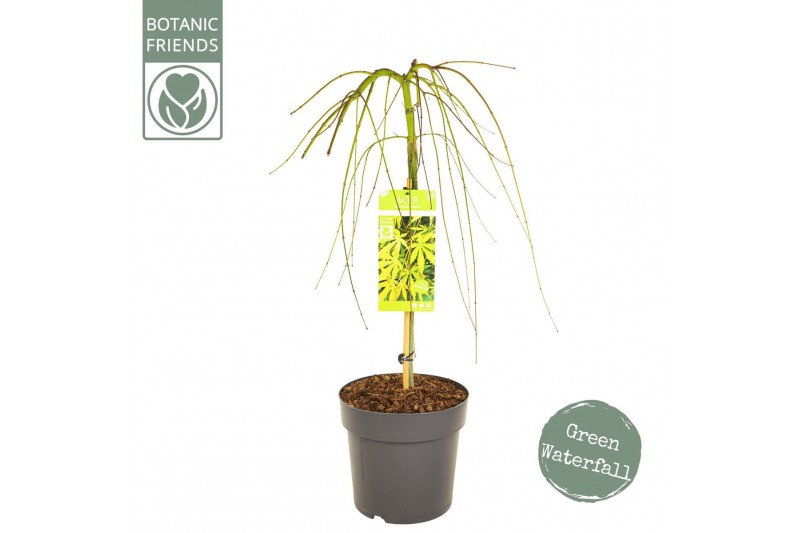 Acer palmatum Acer palm. Cascade Emerald40 cm cm stam 