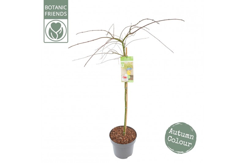 Acer palmatum Acer palm. Emerald Lace C14 halfstam80 cm cm stam 
