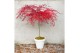 Acer palmatum Acer palm. Emerald Lace C14 halfstam80 cm cm stam 