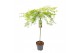Acer palmatum Acer palm. Emerald Lace C14 halfstam80 cm cm stam 