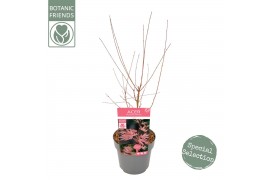 Acer palmatum taylor Acer palm. Taylor ®