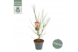 Acer palmatum jerre schwartz Acer palm. Jerre Schwartz C14 struik