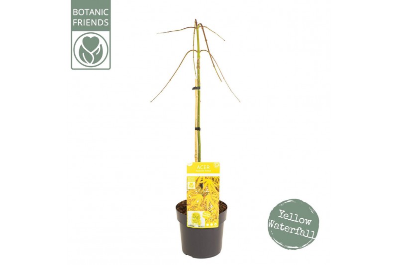 Acer palmatum Acer palm. Cascade Citrine40 cm cm stam 