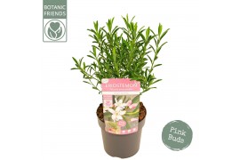 Eriostemon myoporoides Eriostemon myoporoides Flower Girl Pink