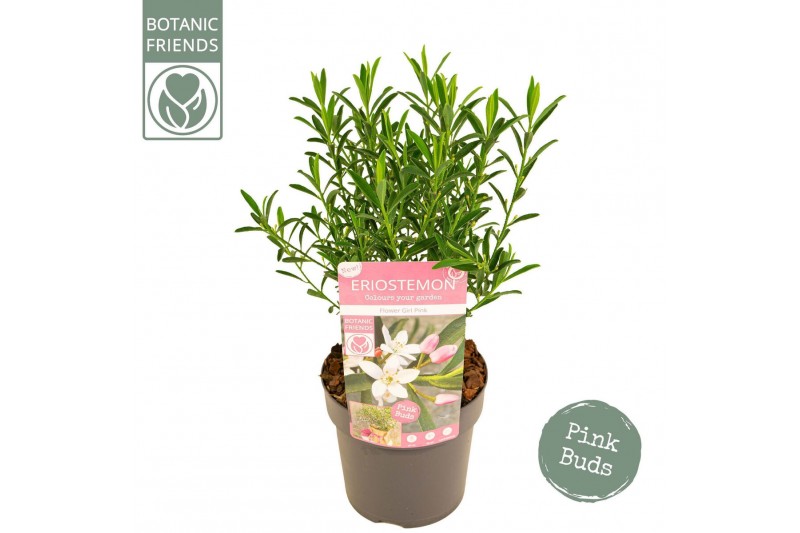 Eriostemon myoporoides Eriostemon myoporoides Flower Girl Pink 