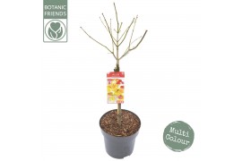 Acer shirasawanum Acer shir. Moonrise C14 laagstam