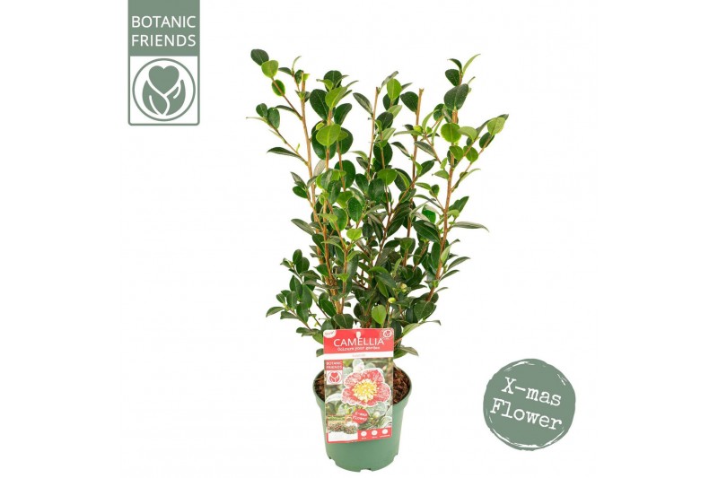 Camellia sasanqua Camellia sas. Yuletide Premium25 bl. 