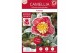Camellia sasanqua Camellia sas. Yuletide Premium25 bl. 