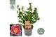 Camellia sasanqua Camellia sas. Yuletide Premium25 bl. 
