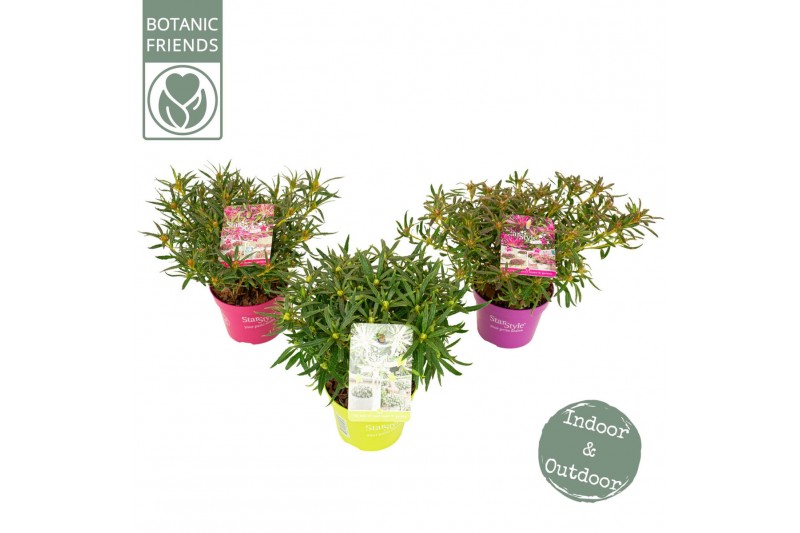 Rhododendron Azalea Starstyle Mix ® 