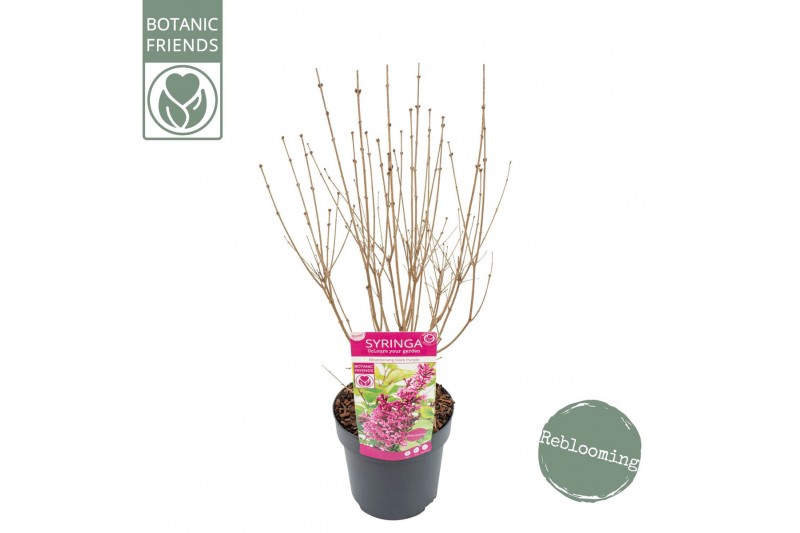 Syringa Syringa Bloomerang Dark Purple ®1 tak/plnt 
