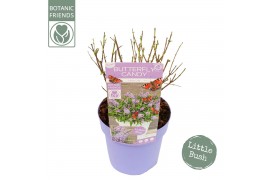 Buddleja davidii butterfly candy little lila Buddleja Butterfly Candy 