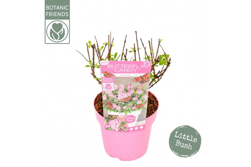 Buddleja davidii butterfly candy little pink Buddleja Butterfly Candy  