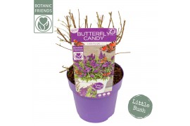 Buddleja davidii butterfly candy little purple Buddleja Butterfly Cand