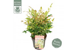 Nandina domestica Nandina dom. Twilight