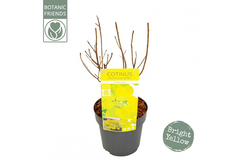 Cotinus coggygria Cotinus cog. Golden Lady ® 