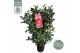 Camellia japonica dr king Camellia jap. Dr. King50 bl. 