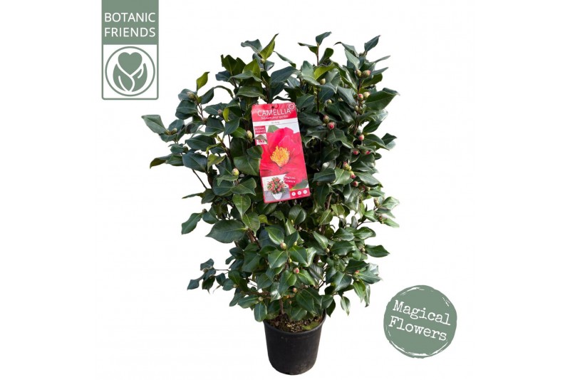 Camellia japonica dr king Camellia jap. Dr. King50 bl. 