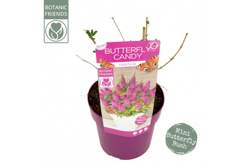 Buddleja davidii butterfly candy mix Buddleja Butterfly Candy® Little  