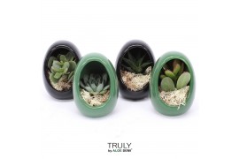 Arrangementen succulenten TRULY Succulent, Egg Colour mix gold1 pp