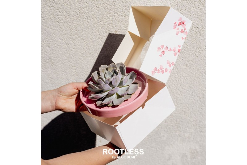 Arrangementen succulenten ROOTLESS Echeveria, Octopus bowl, hearts box 