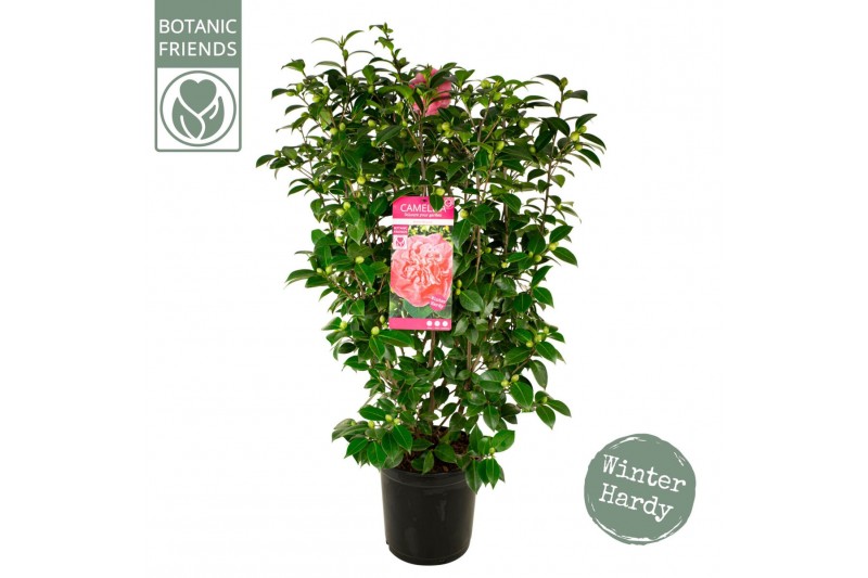 Camellia japonica Camellia jap. Marie Bracey50 bl. 