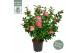 Camellia japonica Camellia jap. Marie Bracey50 bl. 