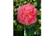 Camellia japonica Camellia jap. Marie Bracey50 bl. 