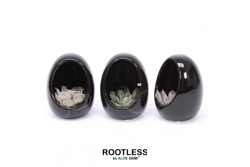 Arrangementen succulenten ROOTLESS Echeveria, Egg black1 pp 