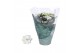 Kalanchoe rosalina don dione wit 