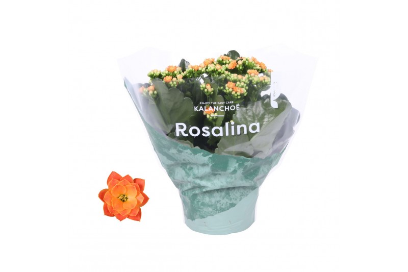 Kalanchoe rosalina don pedro Kalanchoe Rosalina 15cm Don Pedro oranje3 