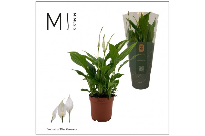 Spathiphyllum bellini 8+ - Mimesis 