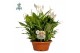 Spathiphyllum bellini 15+ Air So Pure 