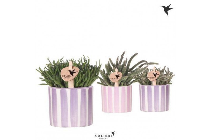 Rhipsalis mix Kolibri Greens Rhipsalis mix in Painted Stripe pot pink  