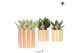 Succulenten mix Kolibri Greens Succulenten mix in Painted Stripe pot y 