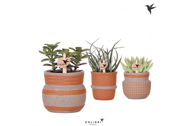Succulenten mix Kolibri Greens Succulenten mix in Ethnic pot terracott 