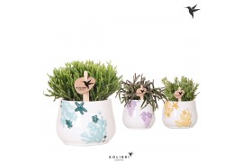 Rhipsalis mix Kolibri Greens Rhipsalis mix in Coral pot mix1 pp