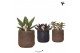 Succulenten mix Kolibri Greens Succulenten mix in Moon pot mix1 pp 