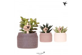 Succulenten mix Kolibri Greens Succulenten mix in Hieroglyph pot mix1 