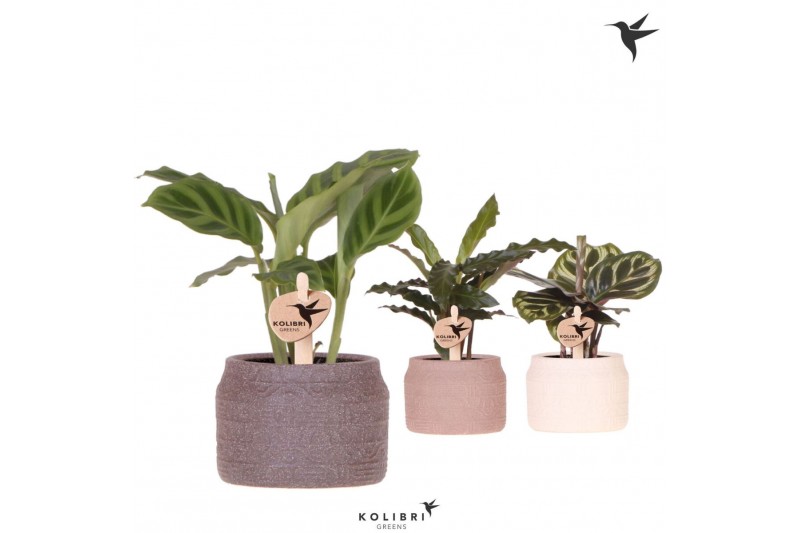 Calathea mix Kolibri Greens Calathea mix in Hieroglyph pot mix1 pp 