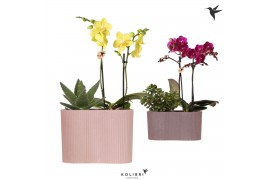 Arrangementen phalaenopsis multiflora Kolibri Orchids Phalaenopsis 2 s