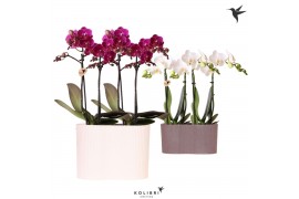 Phalaenopsis Kolibri Orchids Phalaenopsis mix 4 spike in Gili twin pot