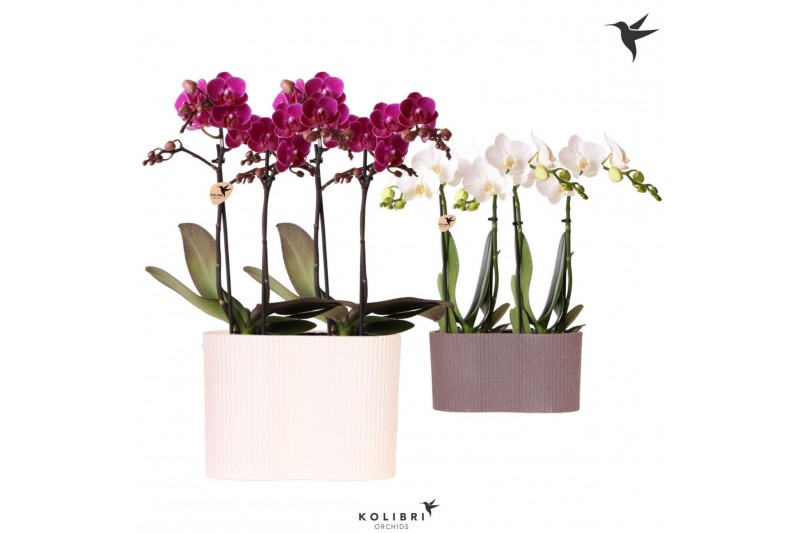 Phalaenopsis Kolibri Orchids Phalaenopsis mix 4 spike in Gili twin pot 