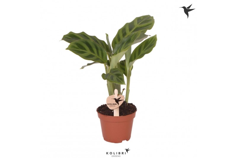Calathea freddie Kolibri Greens Calathea Freddie1 pp 