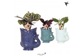 Calathea mix Kolibri Greens Calathea mix in Fish pot blue mix1 pp